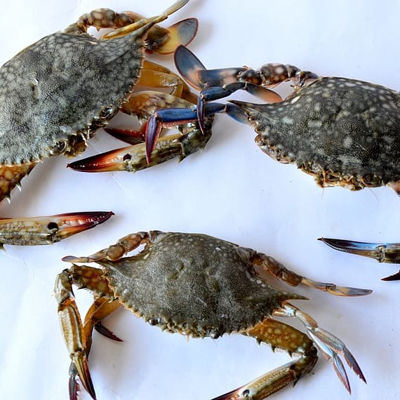 crabs-390501_960_720